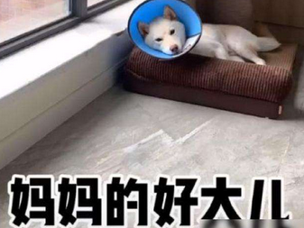 妈妈的好大儿